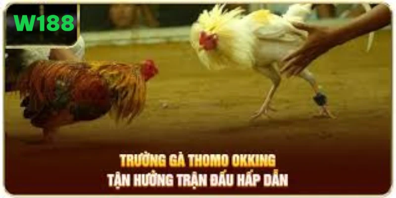 Đá Gà Thomo – Đấu Trường Giao Tranh Cực Kỳ Kịch Tính