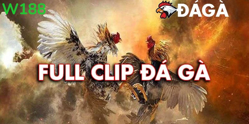 Trải nghiệm đá gà Thomo chất lượng cao tại W188 với hình ảnh Full HD.